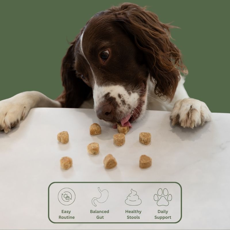 Tummy Buddy | Soothes Sensitive Tummies